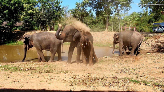 The Best Anniversary Gift for Travellers and Animal Lovers - Elephants World, Thailand