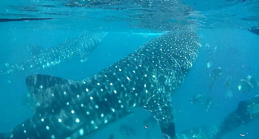 Oslob - Having a Whale Shark of a Time in Human Infested Waters
